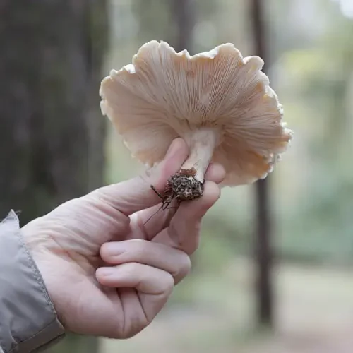 Hombre mostrando una seta con la mano